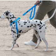 Peloton Now Provides Pet Workouts For Dog Parents