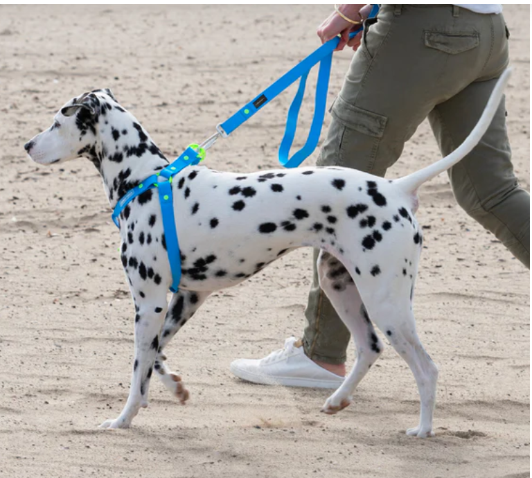 Peloton releases pet classes